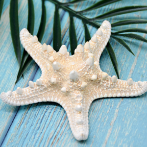 1pc Starfish 7-12 cm, Suitable For Holiday Gifts