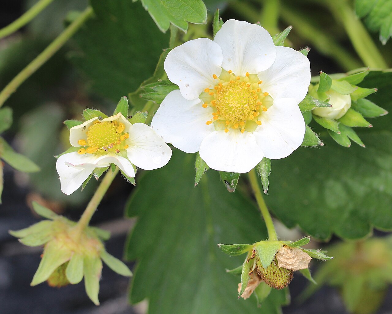 White garden-strawberry flowers and small developing green strawberries among leaves.